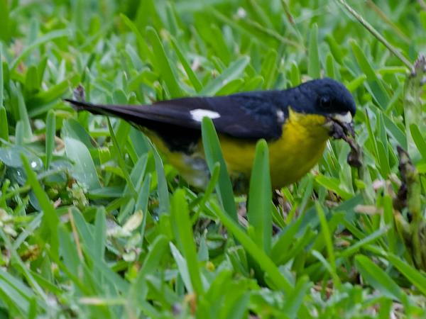 <h3>Spinus psaltria / Lesser goldfinch / Witbandsijs</h3>OM-1 Mark II with OLYMPUS M.150-400mm F4.5, 1/250 sec at F4.5, ISO 10000, distance 9.38 m